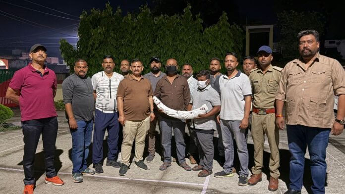 डेढ़ करोड़ के हाथी दांत के साथ दो तस्कर गिरफ्तार